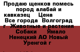 Продаю щенков помесь пород алабай и кавказец. › Цена ­ 1 500 - Все города, Волгоград г. Животные и растения » Собаки   . Ямало-Ненецкий АО,Новый Уренгой г.